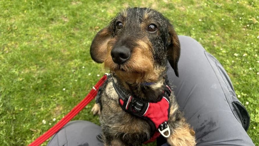 Meadow, female puppy mixed breed for adoption at Battersea Dogs & Cats Home, London