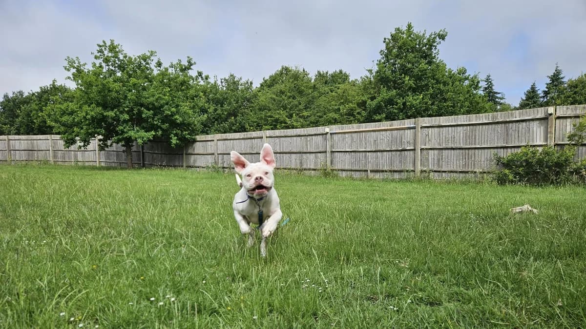 Meatball, male puppy English Bulldog for adoption at Battersea Dogs & Cats Home, London
