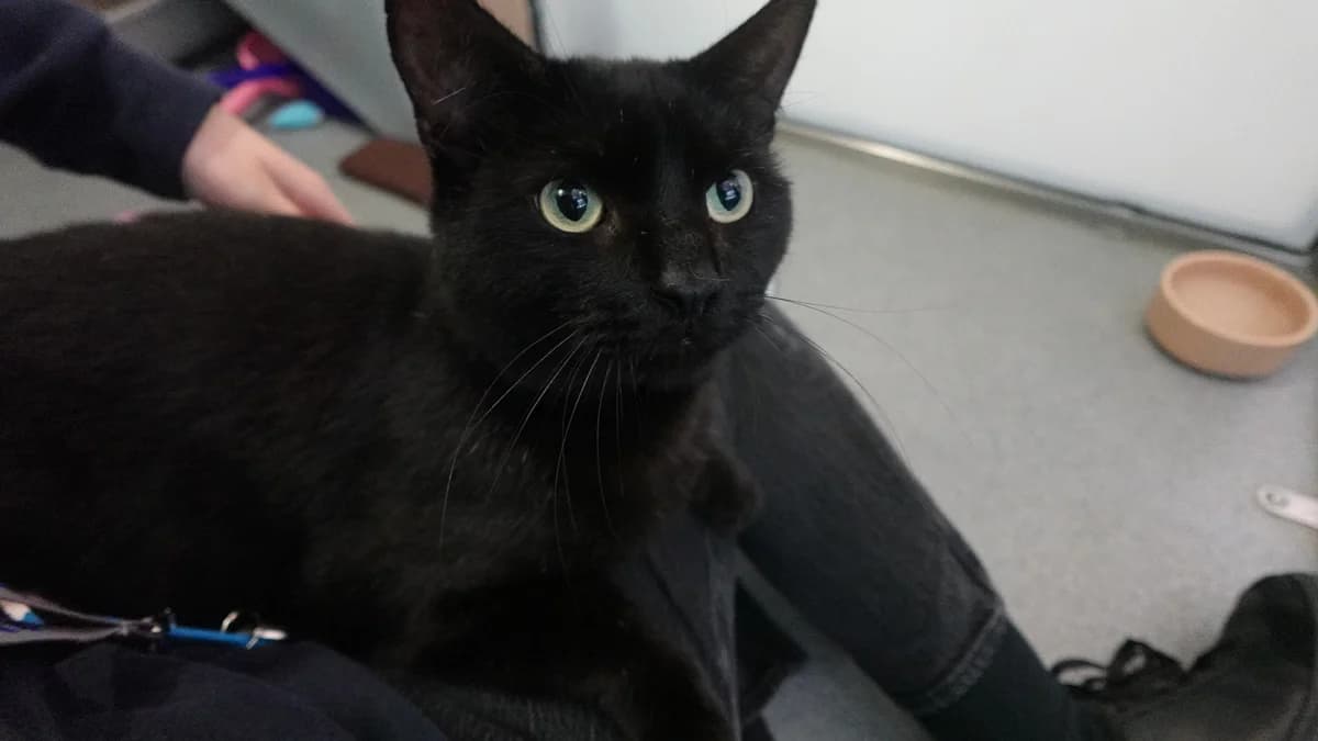Meowi, male young mixed breed for adoption at Battersea Dogs & Cats Home, London