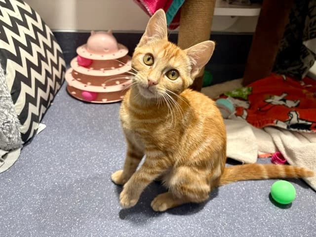 Mexico, female puppy mixed breed for adoption at Battersea Dogs & Cats Home, London