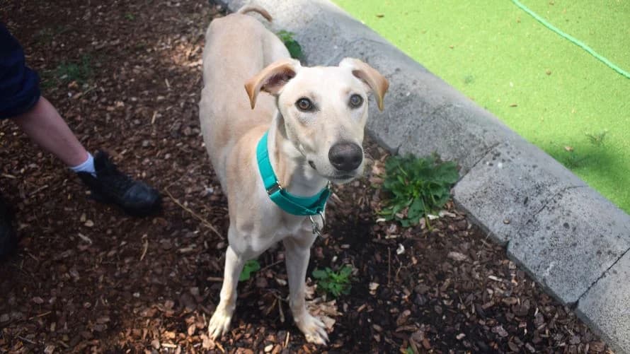 Michael, male young Lurcher for adoption at Battersea Dogs & Cats Home, London