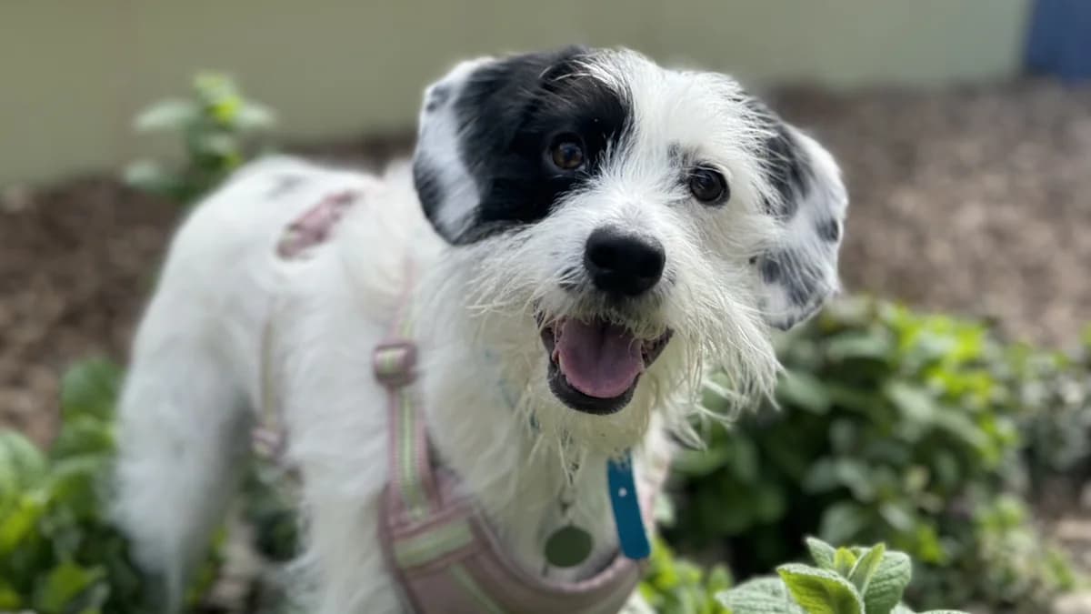 Millie, female young Jack Russell Terrier for adoption at Battersea Dogs & Cats Home, London