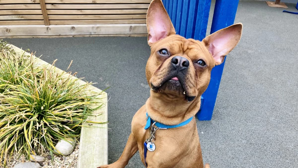 Milo, male puppy English Bulldog for adoption at Battersea Dogs & Cats Home, London