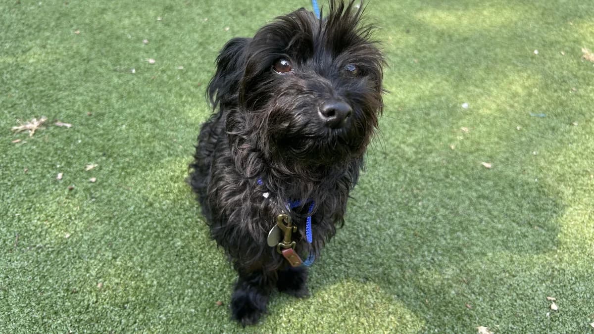 Mimi Moo, female 4yo Yorkshire Terrier for adoption at Battersea Dogs & Cats Home, London
