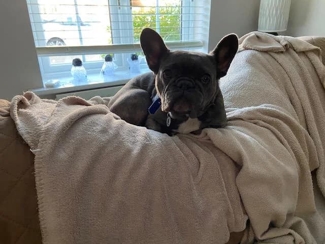 Mini Millie, female 4yo English Bulldog for adoption at Battersea Dogs & Cats Home, London
