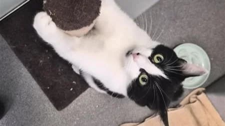 Minnie, female young Mixed Breed for adoption at Battersea Dogs & Cats Home, London