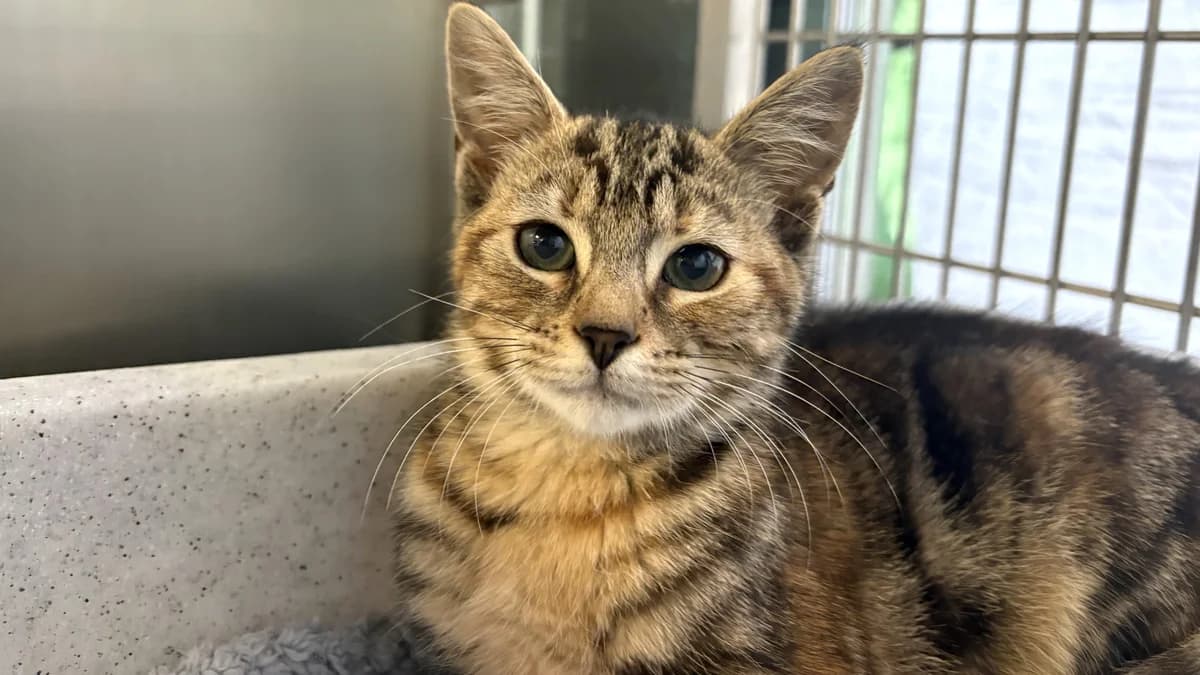 Minnie, female puppy mixed breed for adoption at Battersea Dogs & Cats Home, London