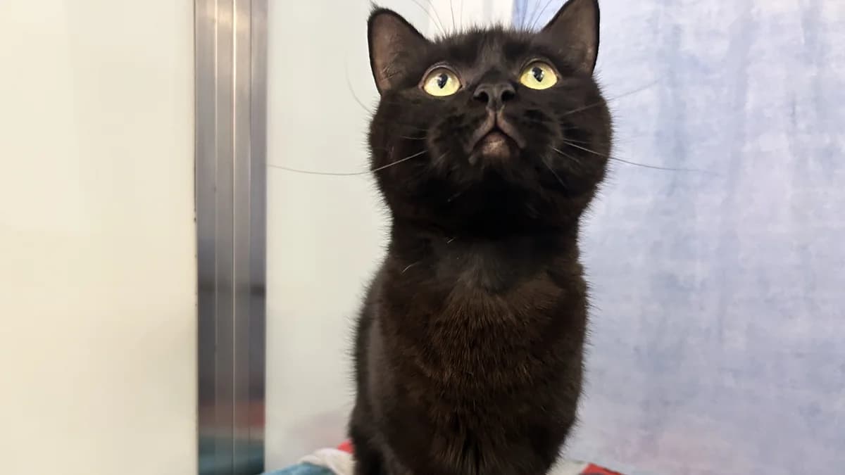 Minx,  (Battersea Dogs & Cats Home)