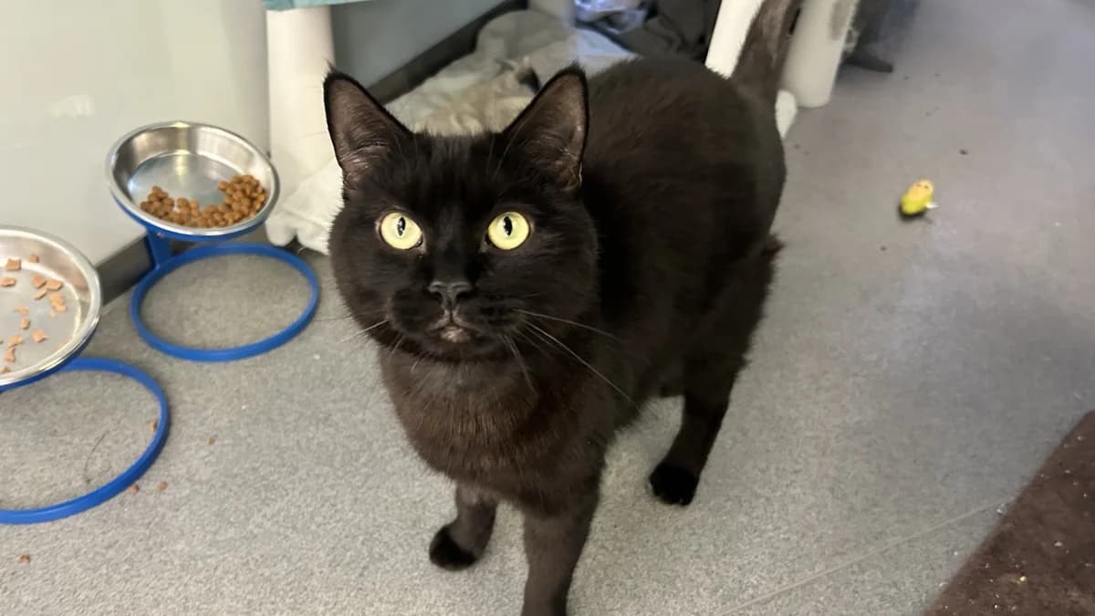 Minx, male 4yo mixed breed for adoption at Battersea Dogs & Cats Home, London