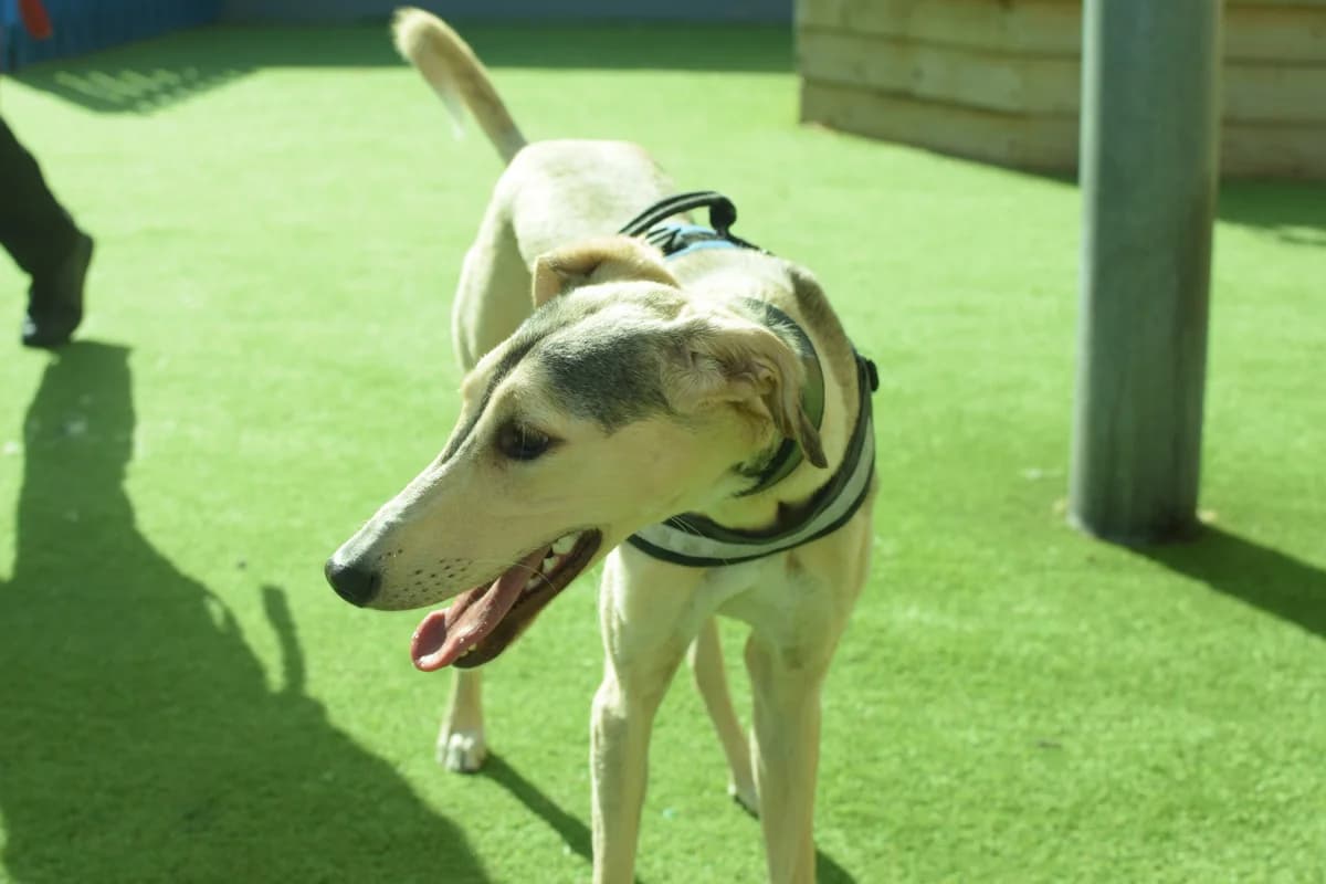 Miriam, female puppy Lurcher for adoption at Battersea Dogs & Cats Home, London