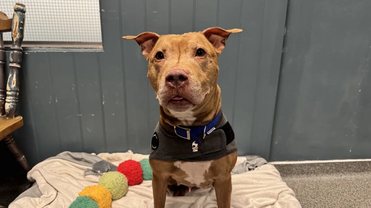 Missy, female senior mixed breed for adoption at Battersea Dogs & Cats Home, London