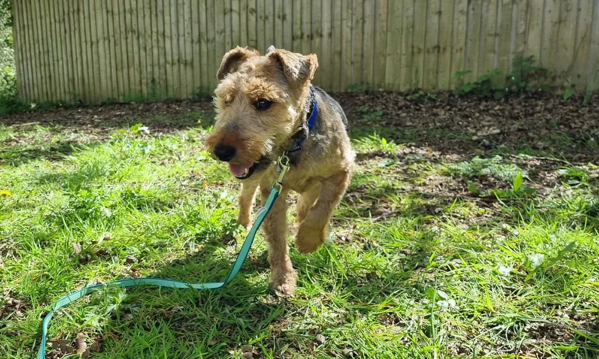 Mitzi,  (Battersea Dogs & Cats Home)