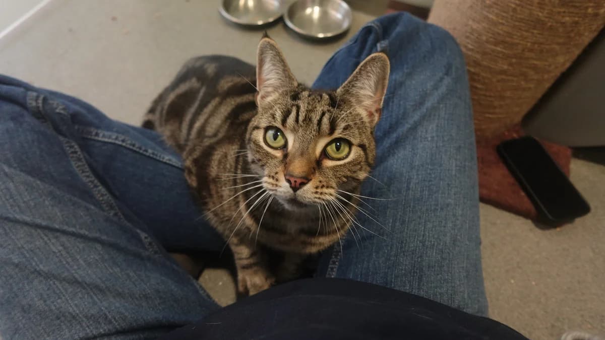 Miyo, male 5yo mixed breed for adoption at Battersea Dogs & Cats Home, London