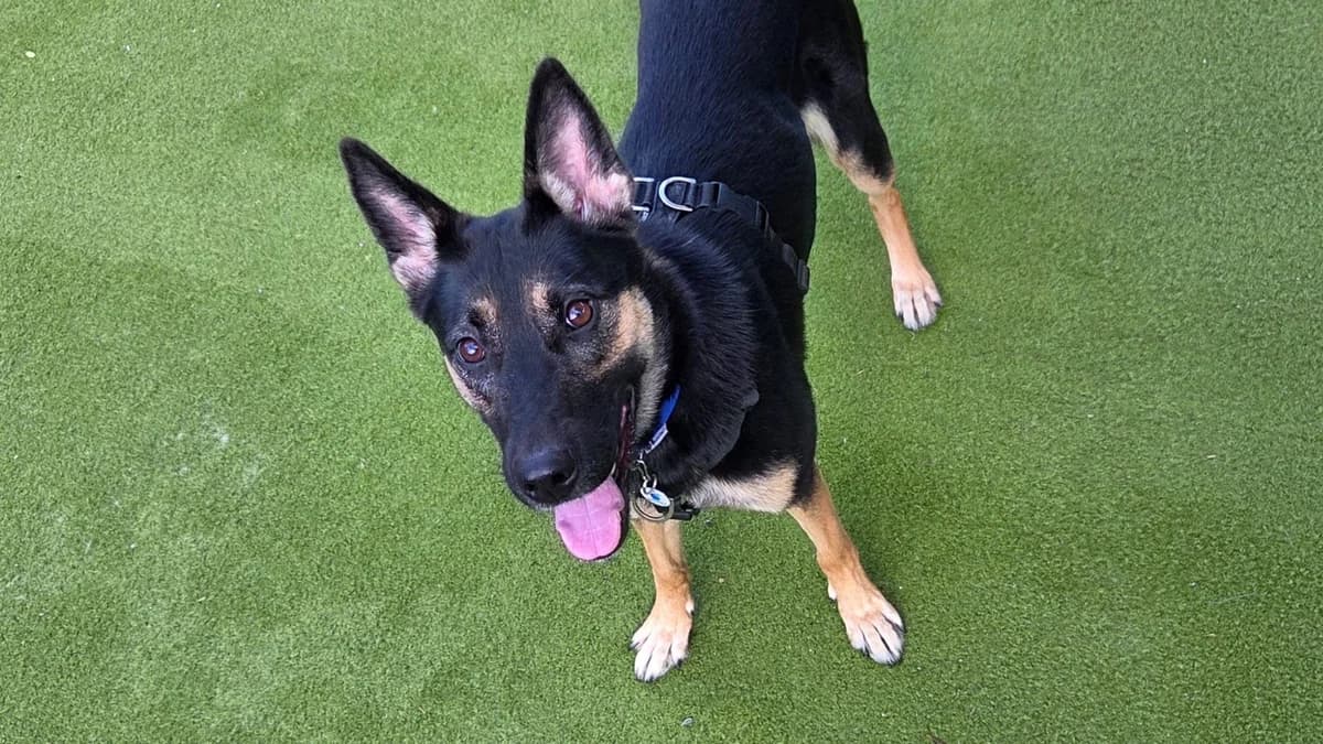 MJ, female young German Shepherd for adoption at Battersea Dogs & Cats Home, London