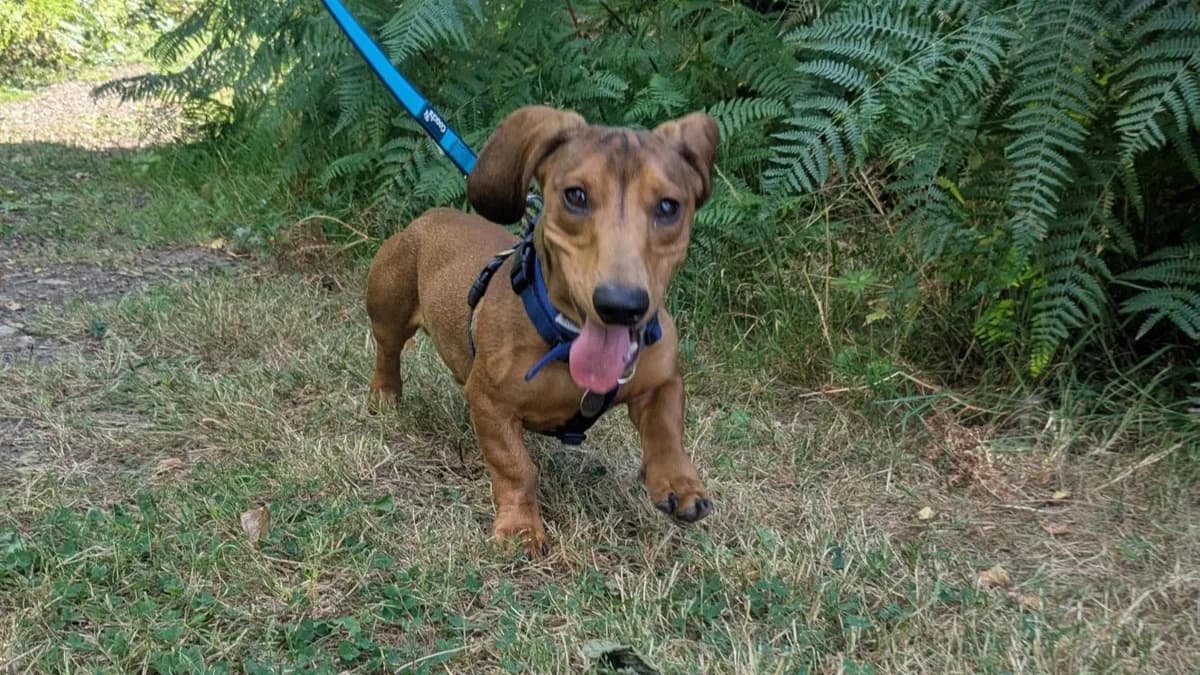 Mo, male puppy Dachshund for adoption at Battersea Dogs & Cats Home, London