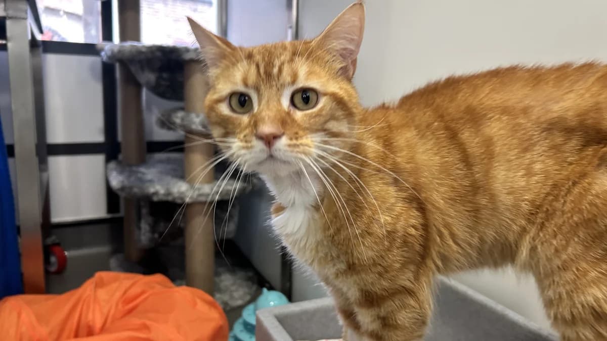 Momo, male 3yo mixed breed for adoption at Battersea Dogs & Cats Home, London