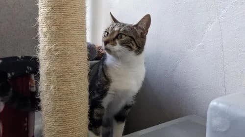 Monsoon, female young mixed breed for adoption at Battersea Dogs & Cats Home, London