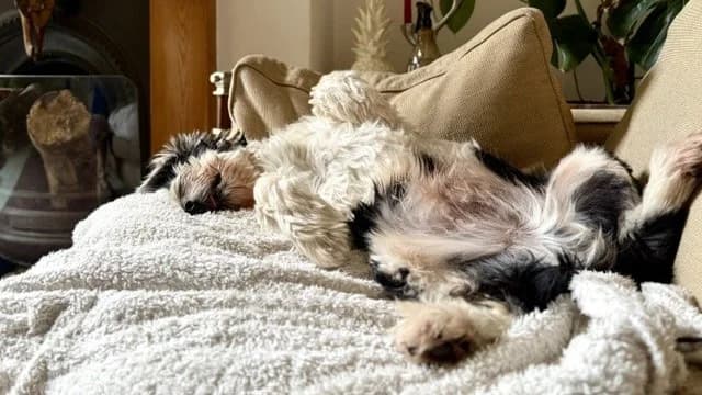 Monty, male senior mixed breed for adoption at Battersea Dogs & Cats Home, London