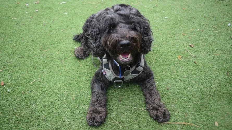 Monty, male 7yo mixed breed for adoption at Battersea Dogs & Cats Home, London