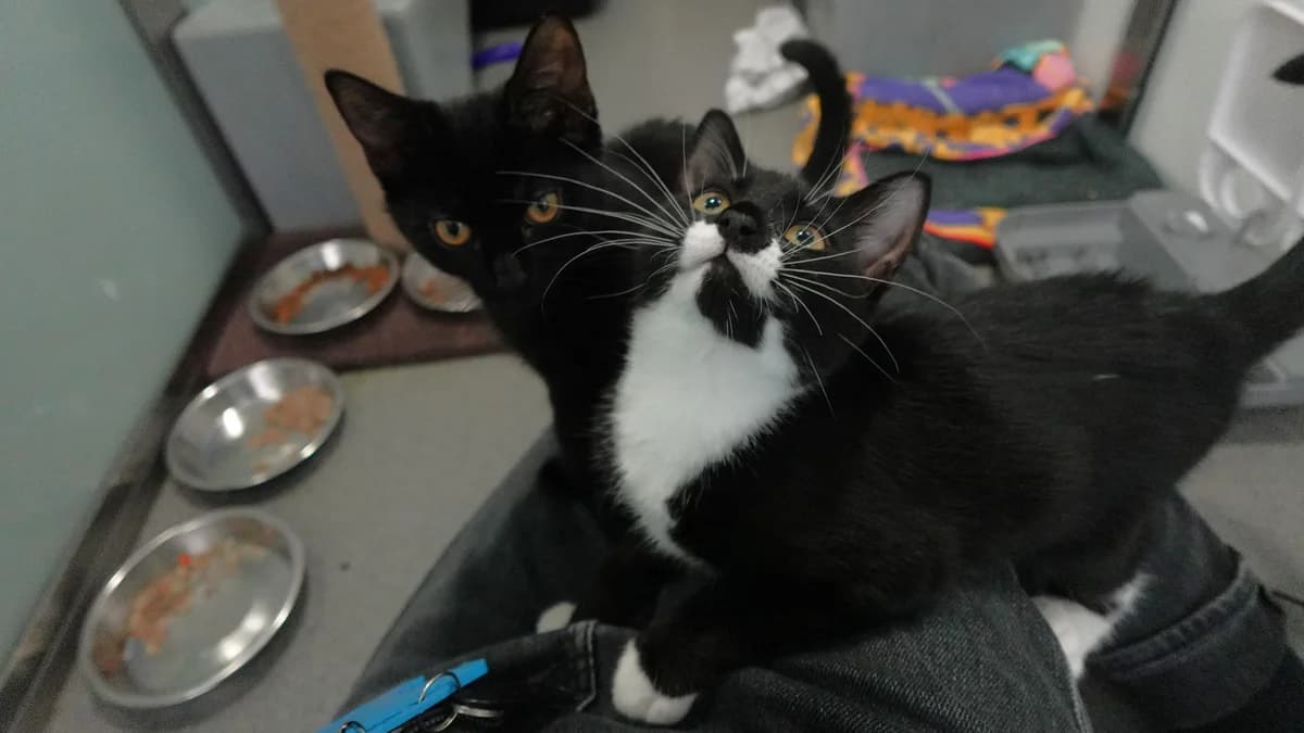 Moomin (and Albie),  (Battersea Dogs & Cats Home)
