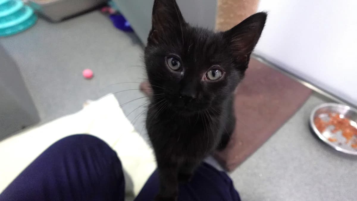 Moon-pie, male puppy mixed breed for adoption at Battersea Dogs & Cats Home, London