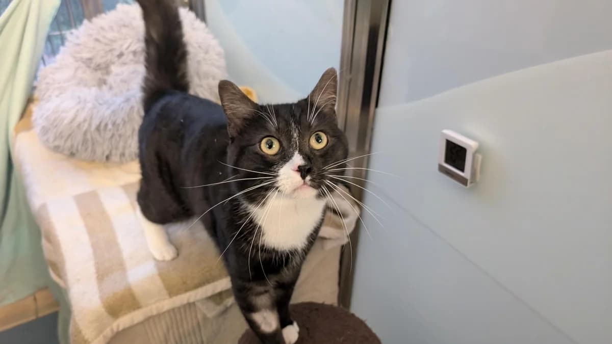 Moro, male young mixed breed for adoption at Battersea Dogs & Cats Home, London