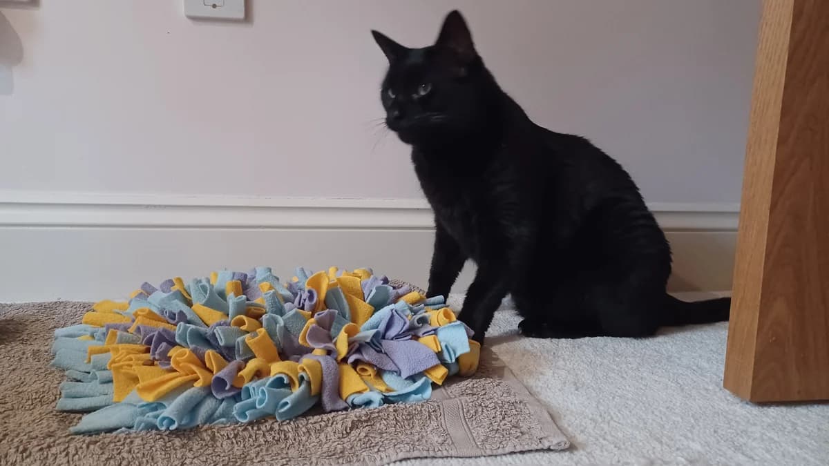 Mr Butterbean, male 6yo mixed breed for adoption at Battersea Dogs & Cats Home, London
