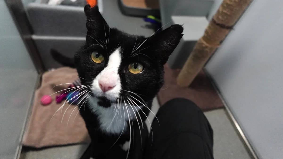 Mr Tully, male 7yo mixed breed for adoption at Battersea Dogs & Cats Home, London