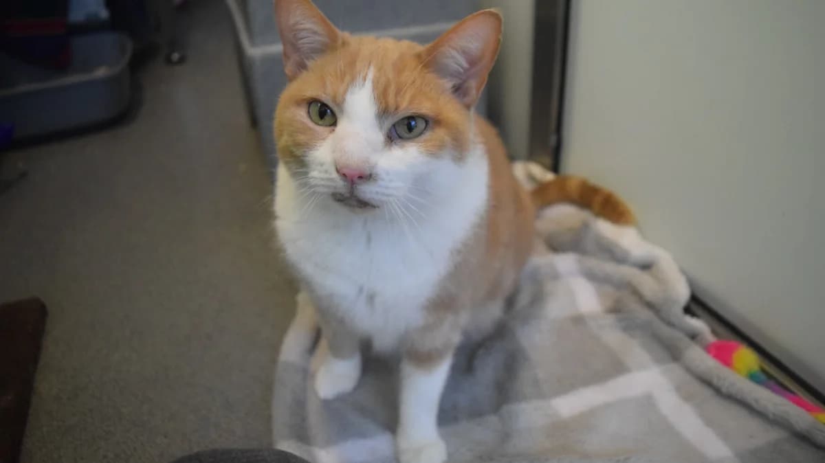 Mruczek, male senior mixed breed for adoption at Battersea Dogs & Cats Home, London