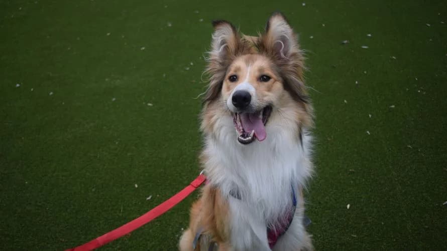 Murphy, male young Collie for adoption at Battersea Dogs & Cats Home, London