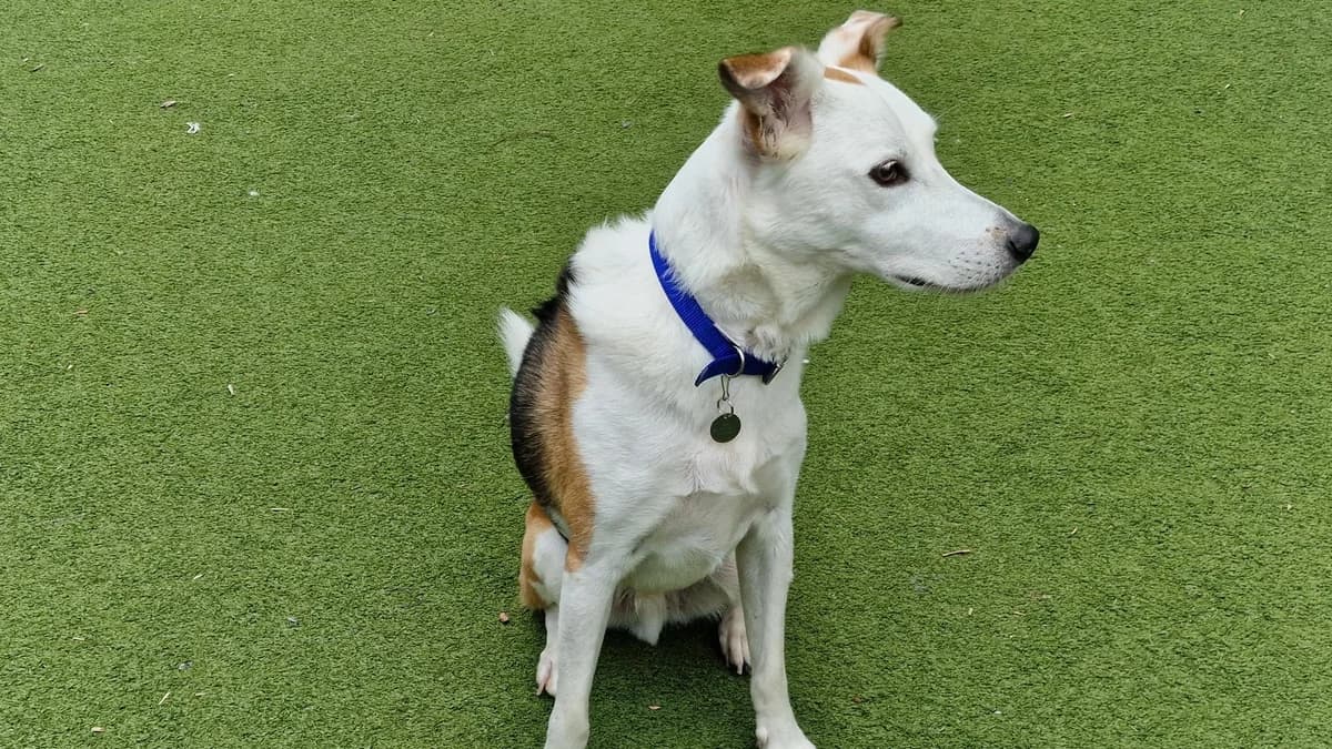 Mylo, male 6yo Collie for adoption at Battersea Dogs & Cats Home, London