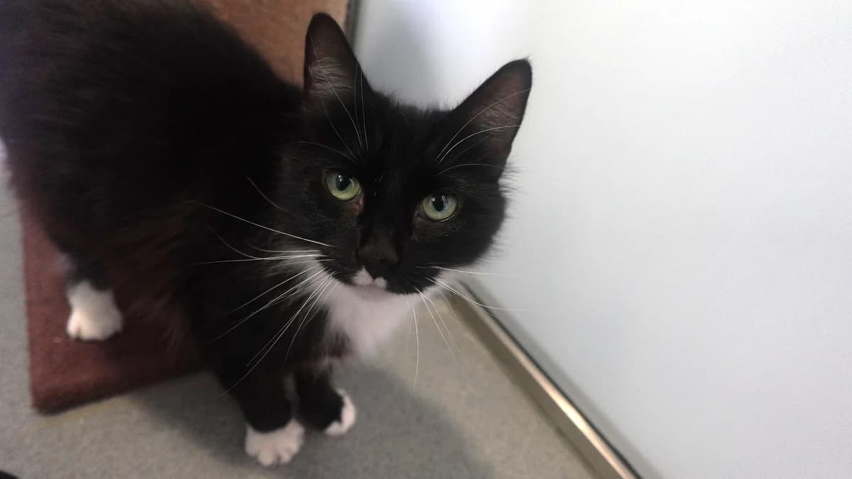 Nahla, female 6yo mixed breed for adoption at Battersea Dogs & Cats Home, London