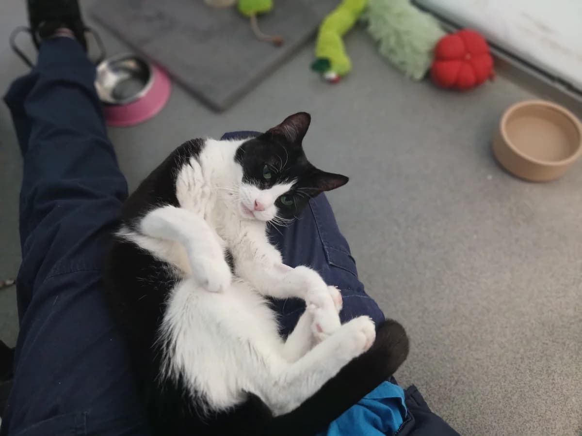 Nia, female 7yo mixed breed for adoption at Battersea Dogs & Cats Home, London