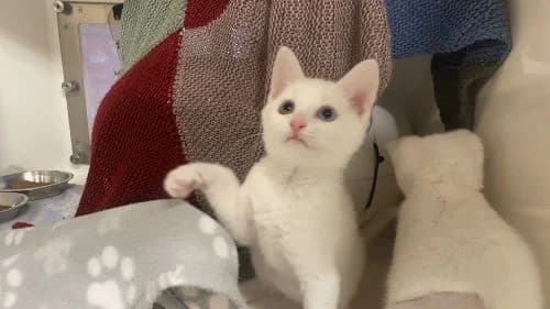 Niall, male mixed breed for adoption at Battersea Dogs & Cats Home, London