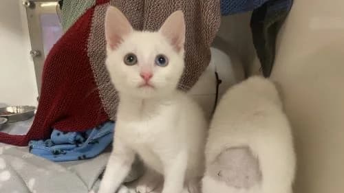 Niall, male mixed breed for adoption at Battersea Dogs & Cats Home, London — photo 2 of 6
