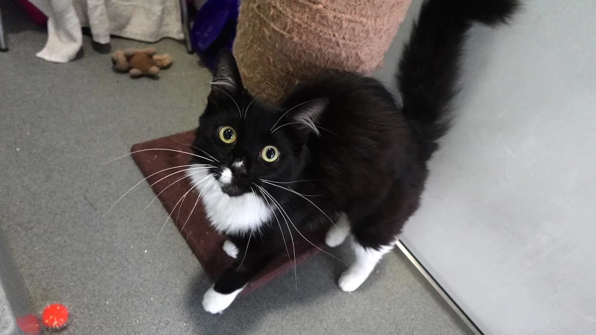 Nicholas, male young mixed breed for adoption at Battersea Dogs & Cats Home, London