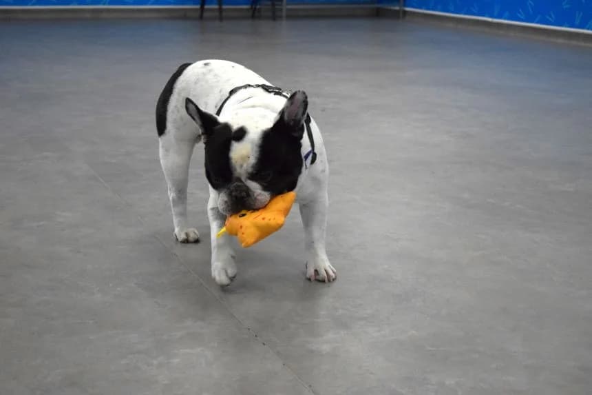 Nigel, male 5yo English Bulldog for adoption at Battersea Dogs & Cats Home, London