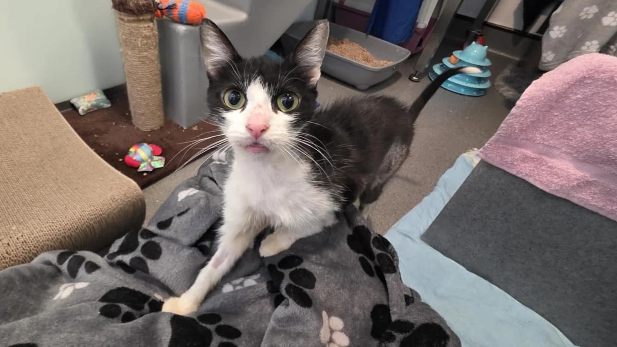 Nightjar, female 5yo mixed breed for adoption at Battersea Dogs & Cats Home, London