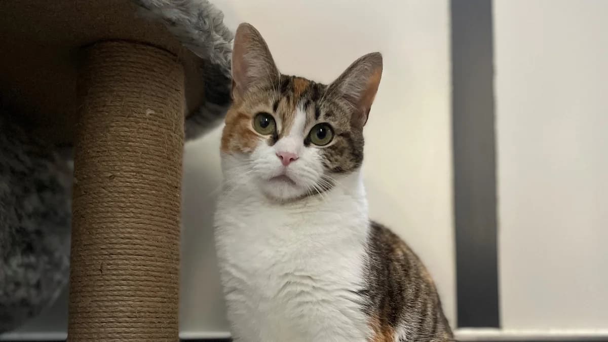 Nisa,  (Battersea Dogs & Cats Home)
