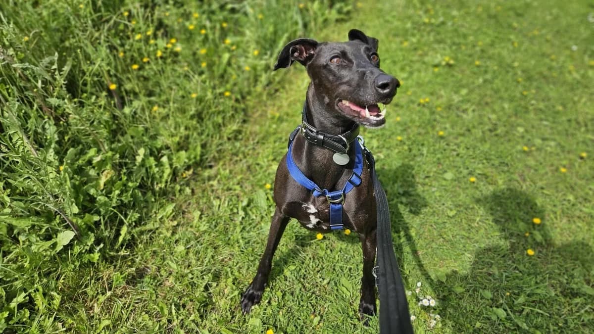 Noodle, female Lurcher for adoption at Battersea Dogs & Cats Home, London
