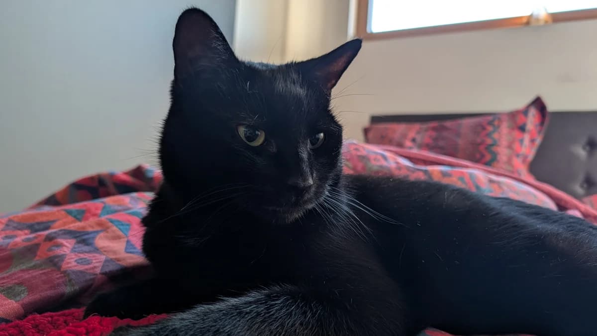 Nyx, Mixed Breed (Battersea Dogs & Cats Home)