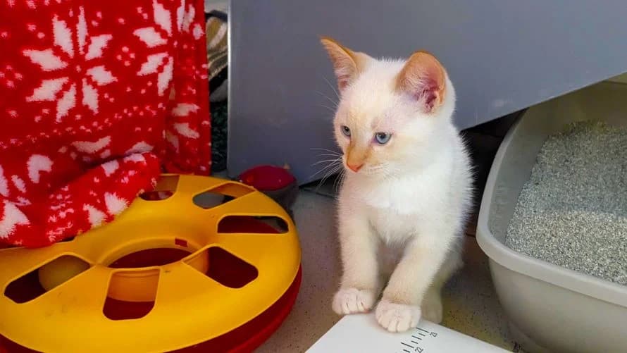 Oak, male puppy mixed breed for adoption at Battersea Dogs & Cats Home, London