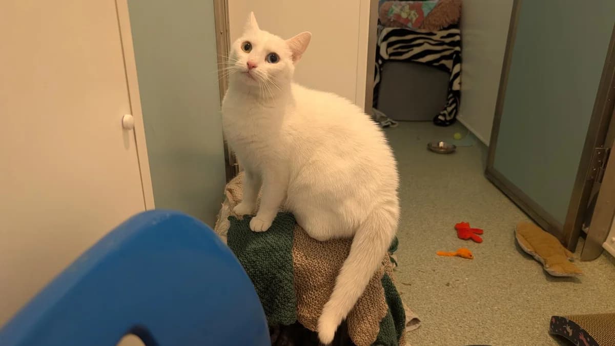 Olivia, female young mixed breed for adoption at Battersea Dogs & Cats Home, London
