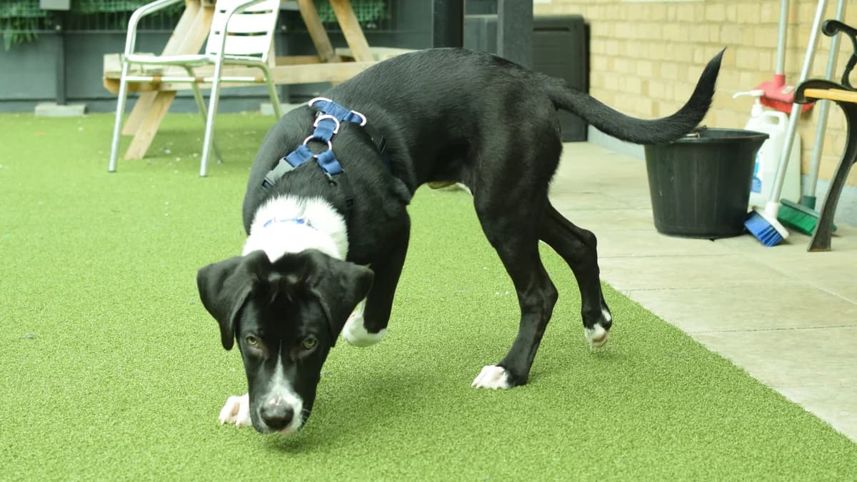 Onyx, male puppy mixed breed for adoption at Battersea Dogs & Cats Home, London