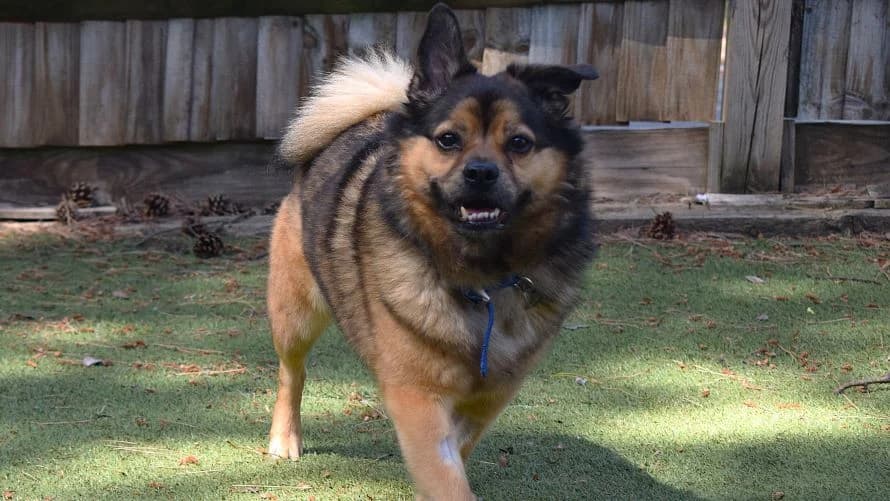 Opie, male senior Pomeranian for adoption at Battersea Dogs & Cats Home, London