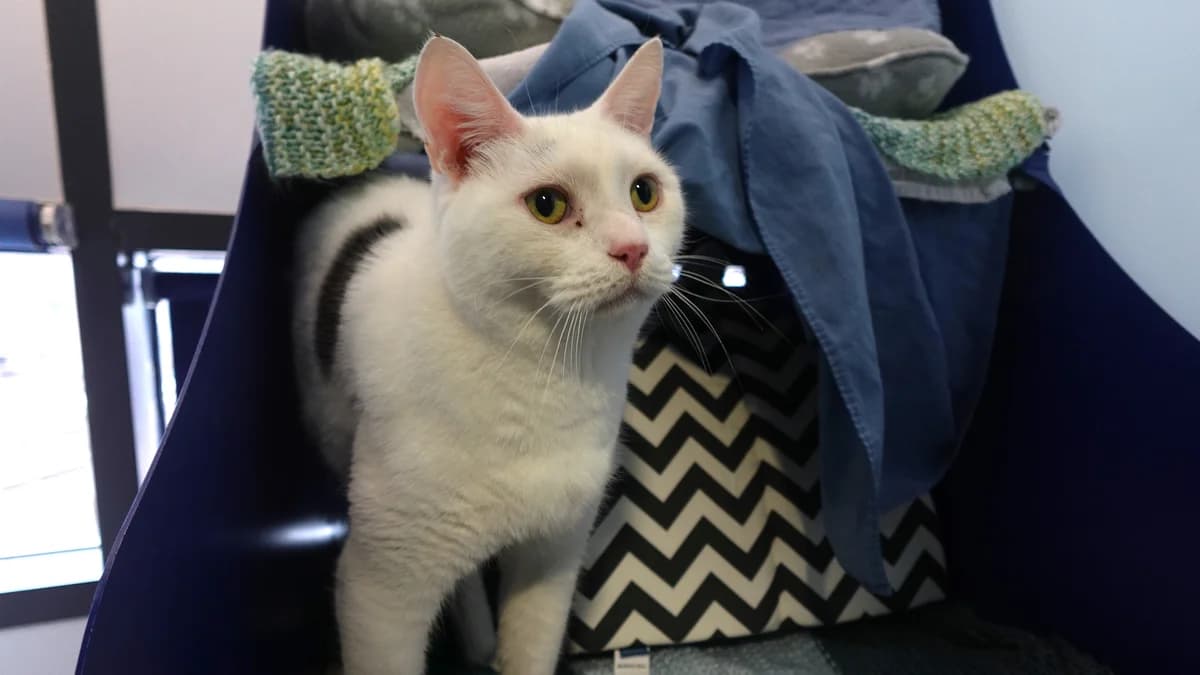 Oreo, male 5yo mixed breed for adoption at Battersea Dogs & Cats Home, London