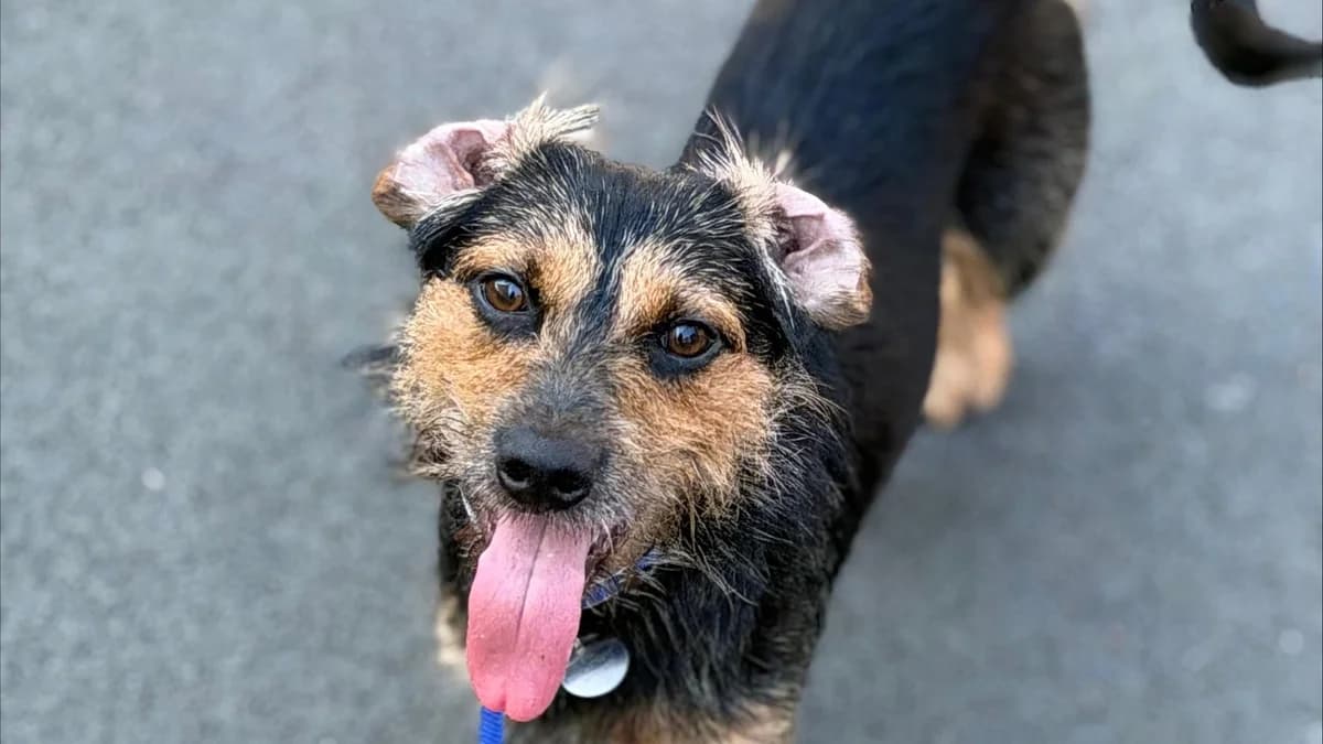Otter, male young mixed breed for adoption at Battersea Dogs & Cats Home, London