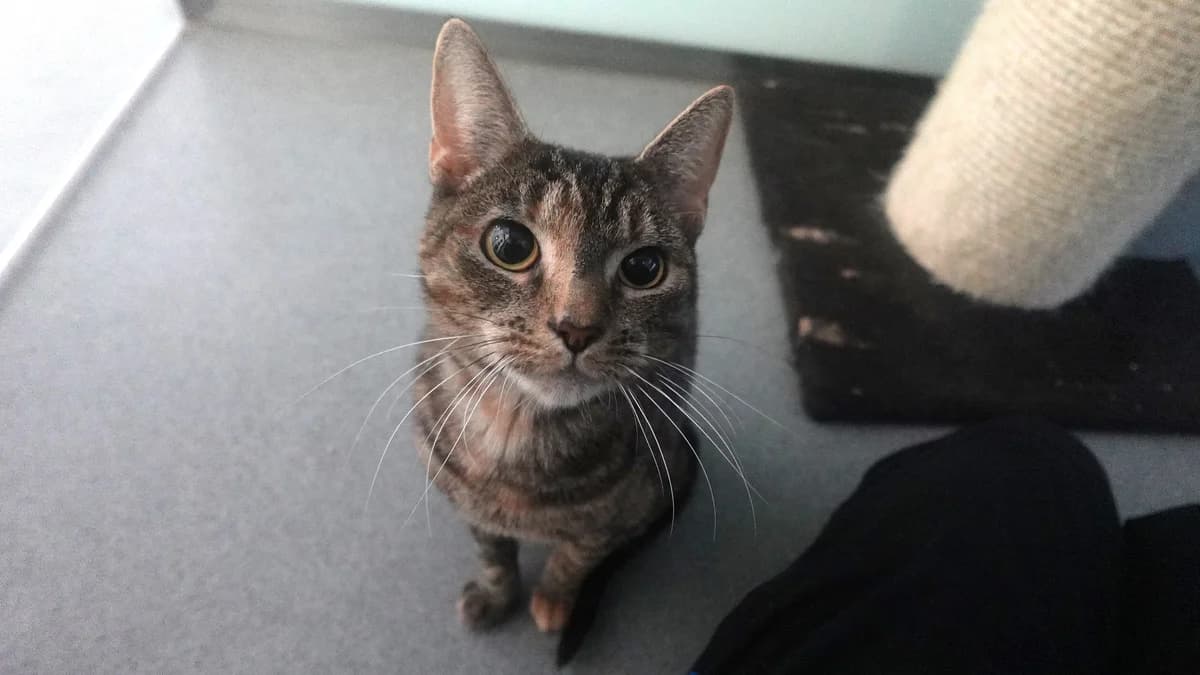 Pandora,  (Battersea Dogs & Cats Home)