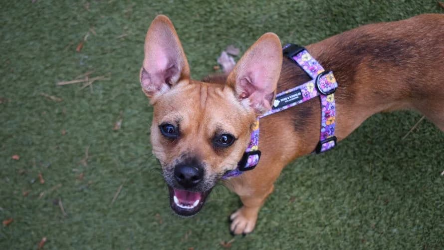 Pat (& Peggy), female young Chihuahua for adoption at Battersea Dogs & Cats Home, London