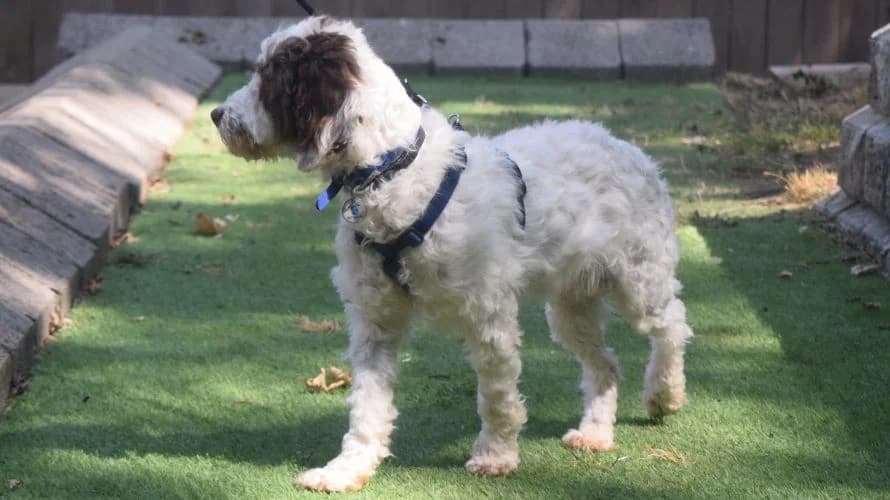 Patsy, female 4yo Poodle for adoption at Battersea Dogs & Cats Home, London